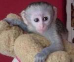 Cute Capuchin monkey for adoption